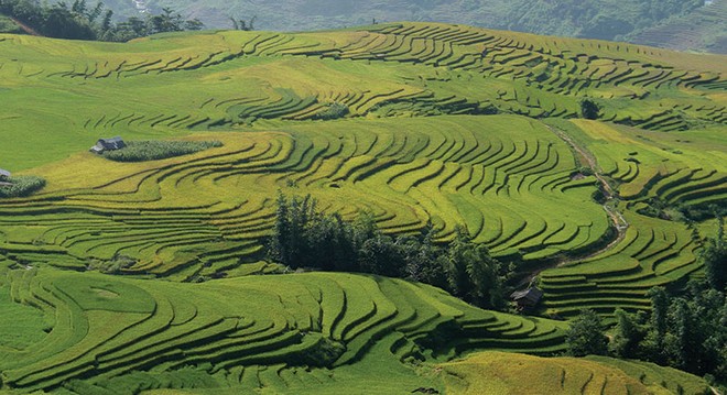 Vẻ đẹp của ruộng bậc thang Y Tý.