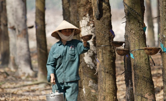 Doanh nghiệp cao su tự nhiên: Cơ hội từ đà tăng giá gỗ