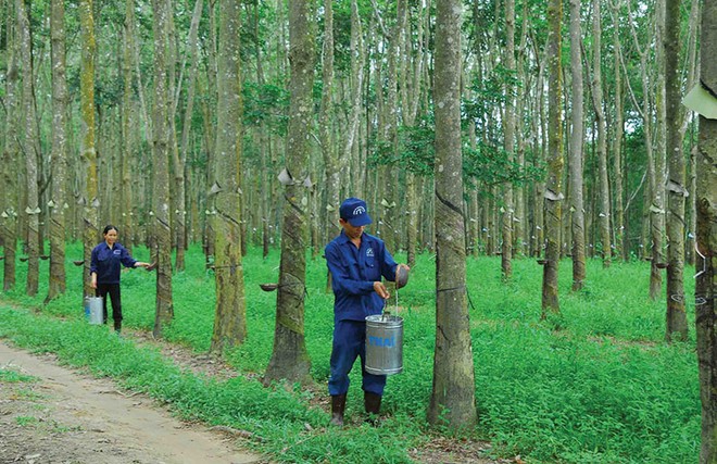 Lý giải nguyên do "bom tấn" VRG trở thành "bom xịt"