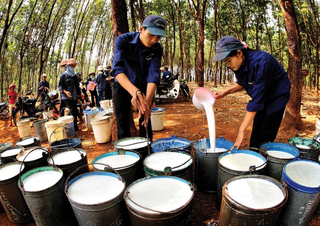 Giá cao su thiên nhiên biến động thất thường khiến các doanh nghiệp trong ngành thận trọng trong xây dựng kế hoạch kinh doanh 2018