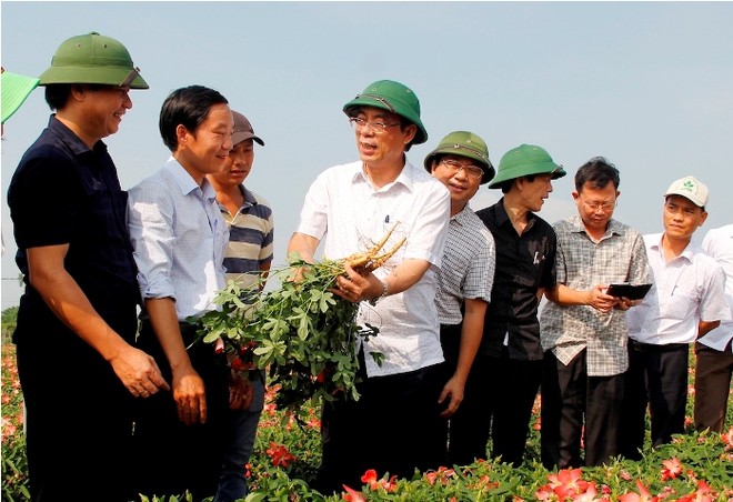 Sau hơn 3 tháng trồng, đến nay Sâm Bố Chính của nhóm hộ dân đã phát triển tươi tốt, ra củ dài từ 10-20cm.