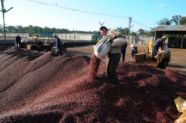 Năm 2019, Cà phê Thắng Lợi lên kế hoạch doanh thu thuần đạt hơn 227 tỷ đồng