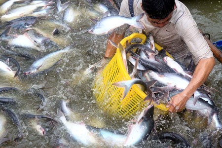 VASEP cho rằng, trong ngắn hạn, xuất khẩu cá tra khó lòng thoát khỏi tăng trưởng âm.