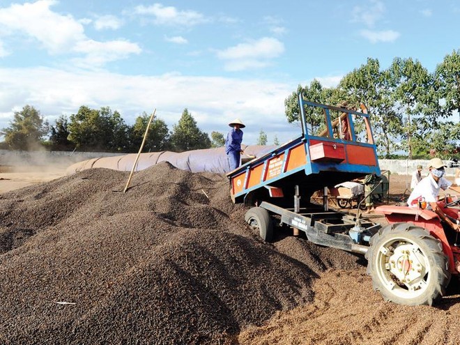 Do coi trọng chế biến,ngành cà phê Việt Nam đã có nhiều chuyển biến trong những năm gần đây. Ảnh: Đức Thanh