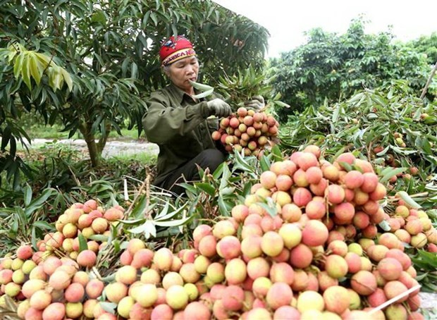 Thu hoạch vải thiều Thanh Hà, Hải Dương. (Ảnh: Vũ Sinh/TTXVN)