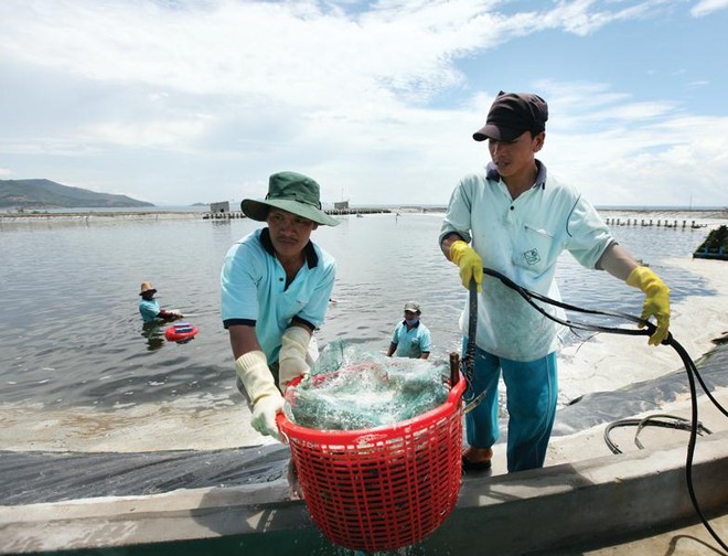 Tăng cường đầu tư vùng nuôi trồng đang là hướng đi của nhiều doanh nghiệp thủy sản. Ảnh: Đ.T