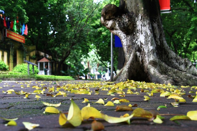 Thu Hà Nội năm nào cũng đến nhưng vẫn khiến người ta háo hức, mong chờ. Ảnh: Thành Nguyễn. 