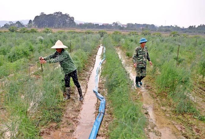 Mô hình hợp tác xã đang chứng minh hiệu quả ở Vĩnh Phúc. Ảnh: Internet.