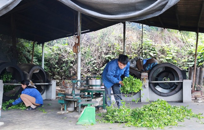 Nguyễn Ngọc Trìu, 35 tuổi, xã Mỹ Thuận, huyện Tân Sơn là một trong nững thanh niên điển hình tại địa phương về phát triển kinh tế