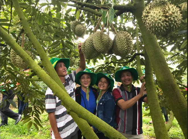 Phân bón Phú Mỹ: Bí quyết cho cây dưa và sầu riêng ở miền Trung - Tây Nguyên những mùa bội thu