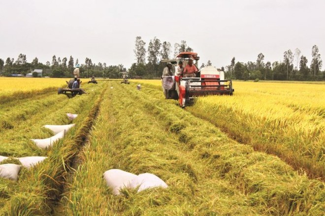 Giá lúa đồng bằng sông Cửu Long giảm mạnh