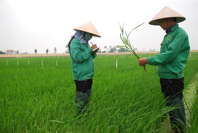 LAS: Lợi nhuận 6 tháng giảm mạnh do thị trường phân bón bão hòa