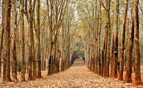 Những mùa thay lá quyến rũ nhất Việt Nam