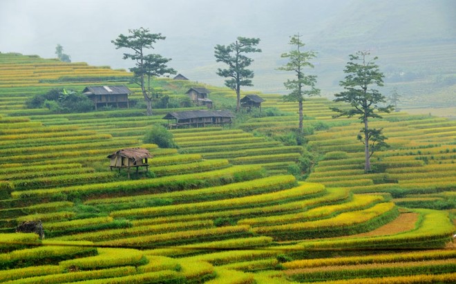 Xã Tú Lệ Là một thung lũng thuộc huyện Văn Chấn, tỉnh Yên Bái. Đây là một trong những điểm dừng chân yêu thích của bất cứ du khách nào trên đường qua Mù Cang Chải.