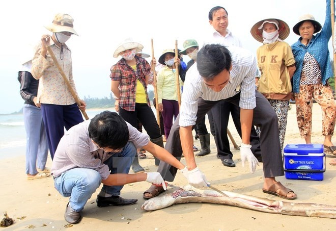 Cá chết tại vùng biển tỉnh Quảng Trị. (Nguồn ảnh: TTXVN)