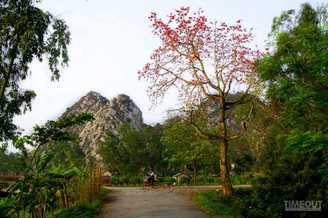 Hoa gạo bung cánh cho mùa xuân chín đỏ