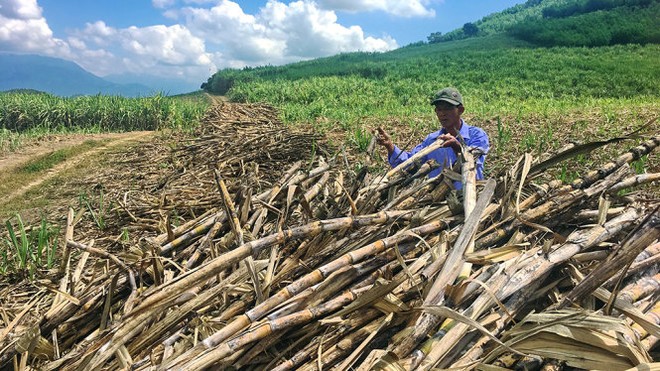 Hàng ngàn tấn mía của người dân đã thu hoạch, phơi ngoài đồng không được thu mua gây hao hụt. Trong ảnh: người dân thị xã Ninh Hòa buồn bã vì mía thu hoạch không được thu mua - Ảnh: Tr.Tân