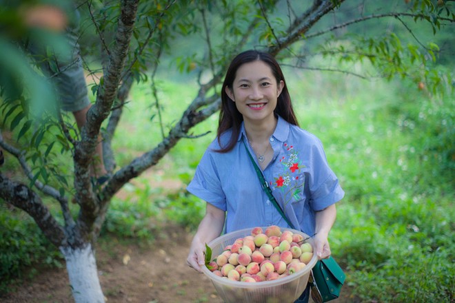 Khách hái đào chín, dâu tây đỏ tại vườn ở Sa Pa