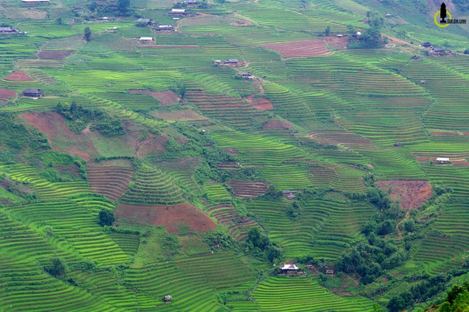 Thung lũng lúa xanh rì trong lõi rừng Yên Bái