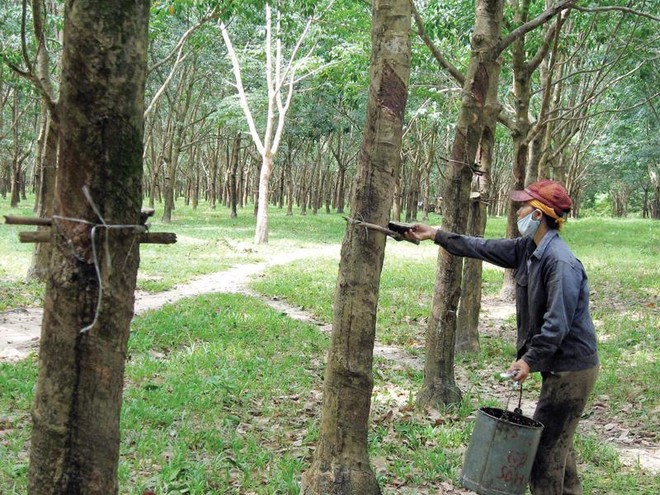 VRG hiện quản lý 300 ha đồn điền cao su trong nước . Trong ảnh: Khai thác mủ cao su tại Công ty Cao su Hà Tĩnh. Ảnh: Đức Thanh