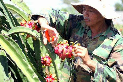 Thương lái mua thanh long ruột đỏ của ông Nguyễn Văn Ba với giá 1.500 - 2.000 đồng mỗi kg. Ảnh: Nguyễn Khoa.