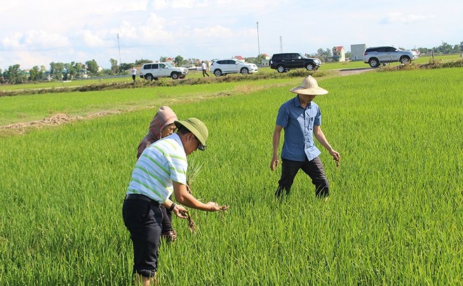 Ảnh: Báo Nghệ An.