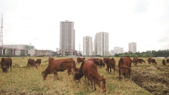 Hàng trăm dự án nhà ở không thể triển khai do vướng pháp lý.