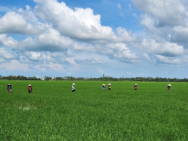 Người dân trên cánh đồng lúa tại huyện Tháp Mười, tỉnh Đồng Tháp.