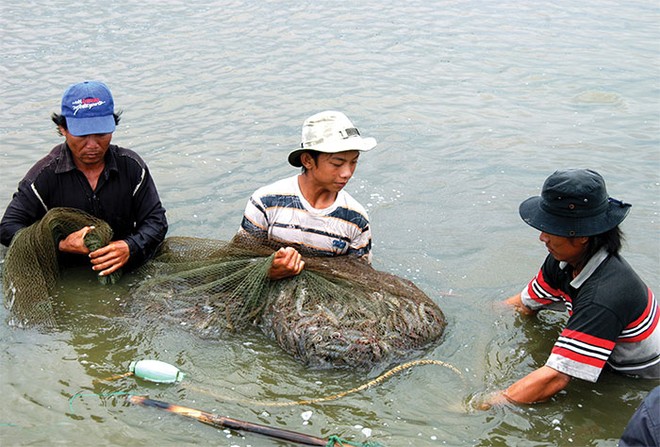 Dừng thí điểm bảo hiểm thủy sản vì rủi ro cao