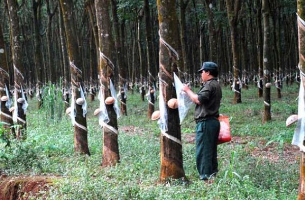 BSC: Cổ phiếu cao su sẽ tăng mạnh trong quý IV/2016