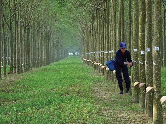 Cao su Phước Hòa (PHR) dự kiến lợi nhuận sau thuế hơn 382 tỷ đồng trong quý IV