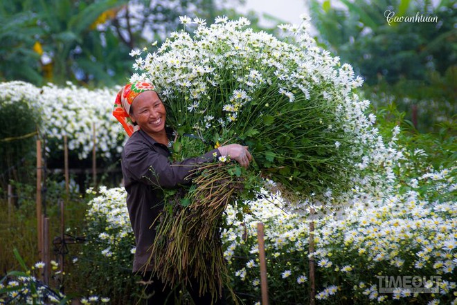 Cúc họa mi: Loài 'hoa báo đông' của riêng Hà Nội