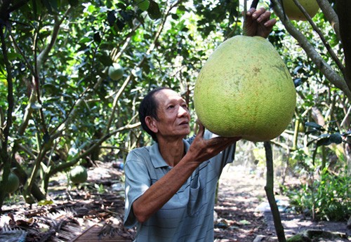 Vì quả bưởi to như cái thúng nên còn được gọi là bưởi thúng. Ảnh: Hoàng Nam.