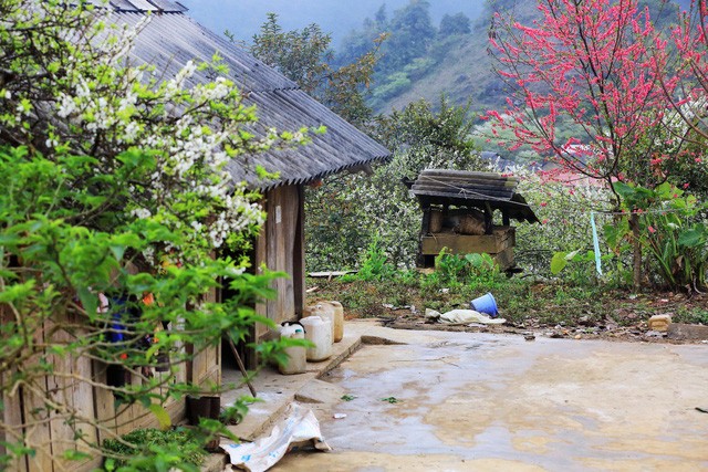 Đến Mộc Châu ngắm mận nở trắng trời