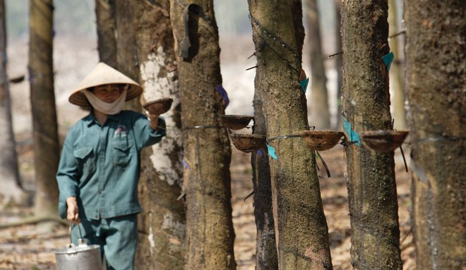 Giá mủ cao sụt giảm mạnh, đẩy nhiều công ty trồng và khai thác  cao su thiên nhiên vào khó khăn.