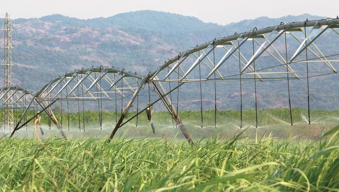 Doanh nghiệp mía đường có thêm thời gian gia tăng “công lực“