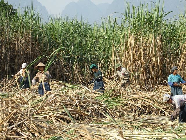 Mía đường Lam Sơn (SLS) dự kiến lãi trước thuế niên vụ mới đạt 95 tỷ đồng