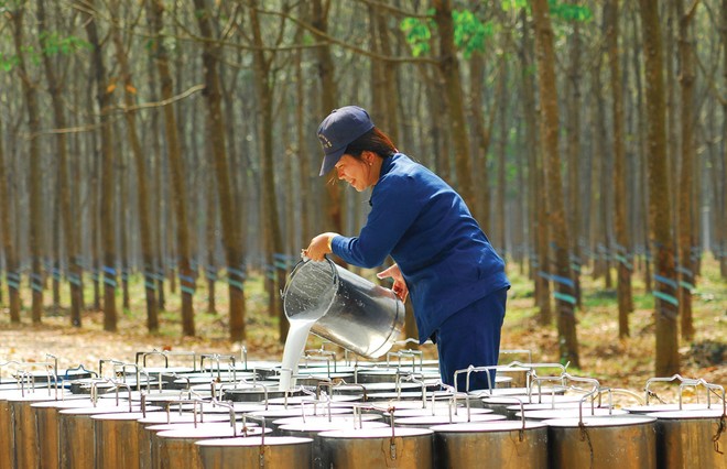 Giá cao su tăng, doanh nghiệp cao su khấp khởi mừng