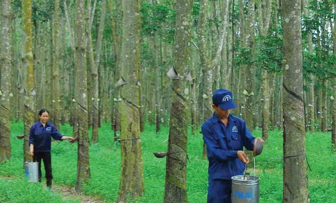 Cao su Tây Ninh (TRC) báo lợi nhuận quý III/2020 tăng 11,5%