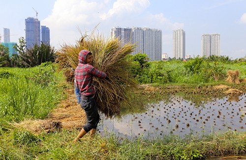 Người dân bán đảo Thanh Đa sống như ở miền quê dù cách trung tâm Sài Gòn chừng 3 km. Ảnh: Quỳnh Trần.