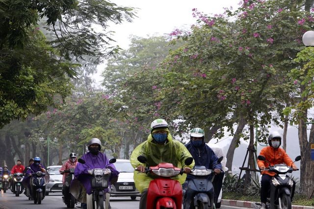 Đường Thanh Niên có nhiều cây ban đang độ nở hoa tuyệt đẹp. Cả hoa ban trắng và hoa ban tím hòa quyện trong tiết trời sương mù tạo cảnh sắc thơ mộng cho không gian Hồ Tây.