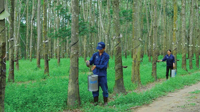 Nếu doanh nghiệp chuyển đổi một phần quỹ đất trồng cao su sang khu công nghiệp hoặc bất động sản là có khả năng mang lại lợi nhuận đột biến.