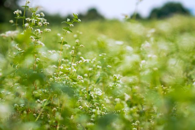 Trước đây hoa tam giác mạch là cây đặc trưng được người Mông (Hà Giang) trồng xen trong những hốc đất bồi của vùng núi đá tai mèo, thường nở rộng từ tháng 10 đến tháng 12. Về sau này hoa tam giác mạch được  trồng ở nhiều nơi khác như Sơn La, Điện Biên..., thậm chí cả Hà Nội.