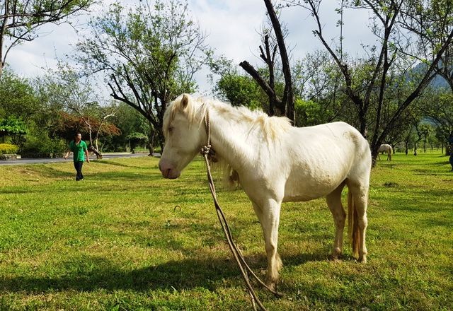 Ngắm đàn “bạch mã” gặm cỏ trong vườn đào đẹp như tranh ở Khánh Hòa