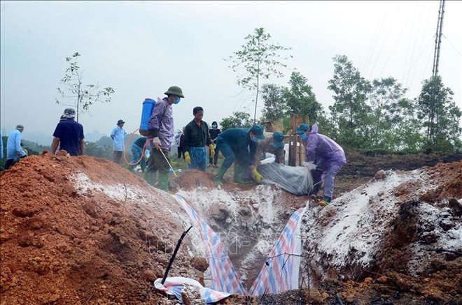 Lực lượng dân quân xã Đức Ninh, huyện Hàm Yên (Tuyên Quang) hỗ trợ tiêu hủy đàn lợn bị nhiễm dịch tả lợn châu Phi. Ảnh: Quang Cường/TTXVN