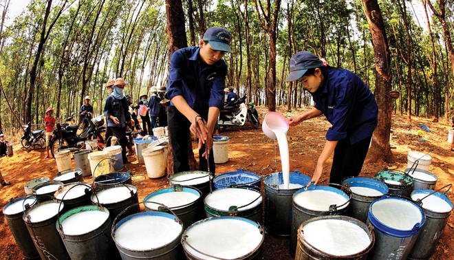 Doanh nghiệp cao su vượt khó