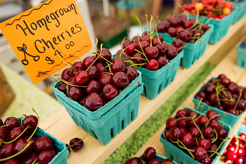 Cherry Mỹ khó xuất sang Trung Quốc do ảnh hưởng của chiến tranh thương mại. Ảnh: Alamy.