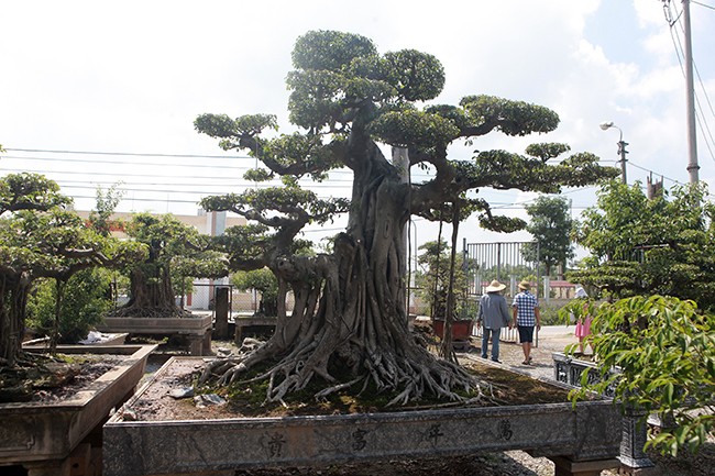 Cây sanh “Cột cờ Hà Nội” giá 2 tỷ, chủ nhân vẫn nhất quyết không bán