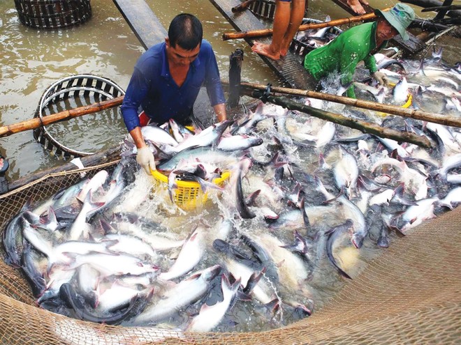 Giá cá tra nguyên liệu sẽ tăng dần vào cuối năm.