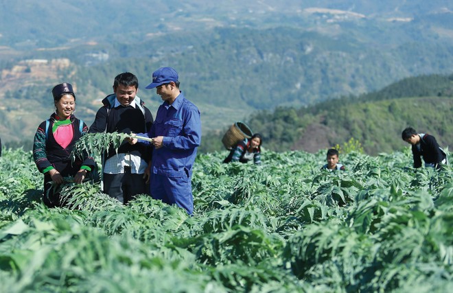 Tiên phong đầu tư cho dược liệu sạch: Traphaco vững bước vào kênh ETC 